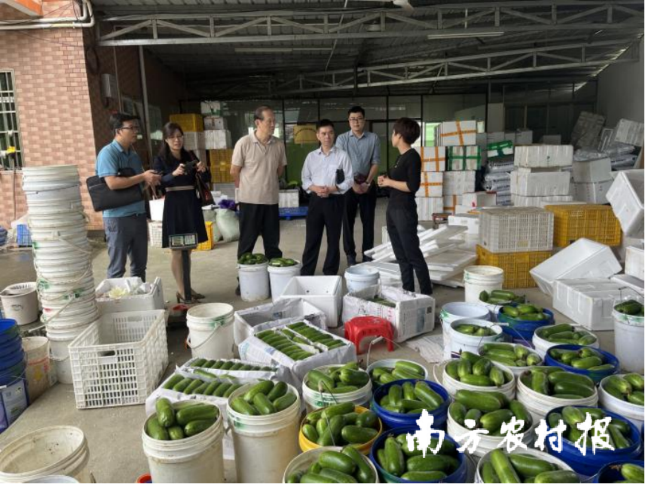 东莞理工学院专家到新丰县调研特色农业产业发展